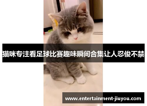 猫咪专注看足球比赛趣味瞬间合集让人忍俊不禁